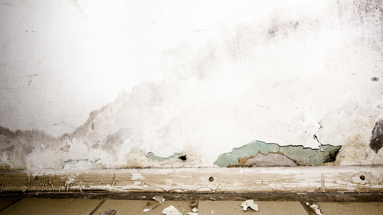mould from flooding