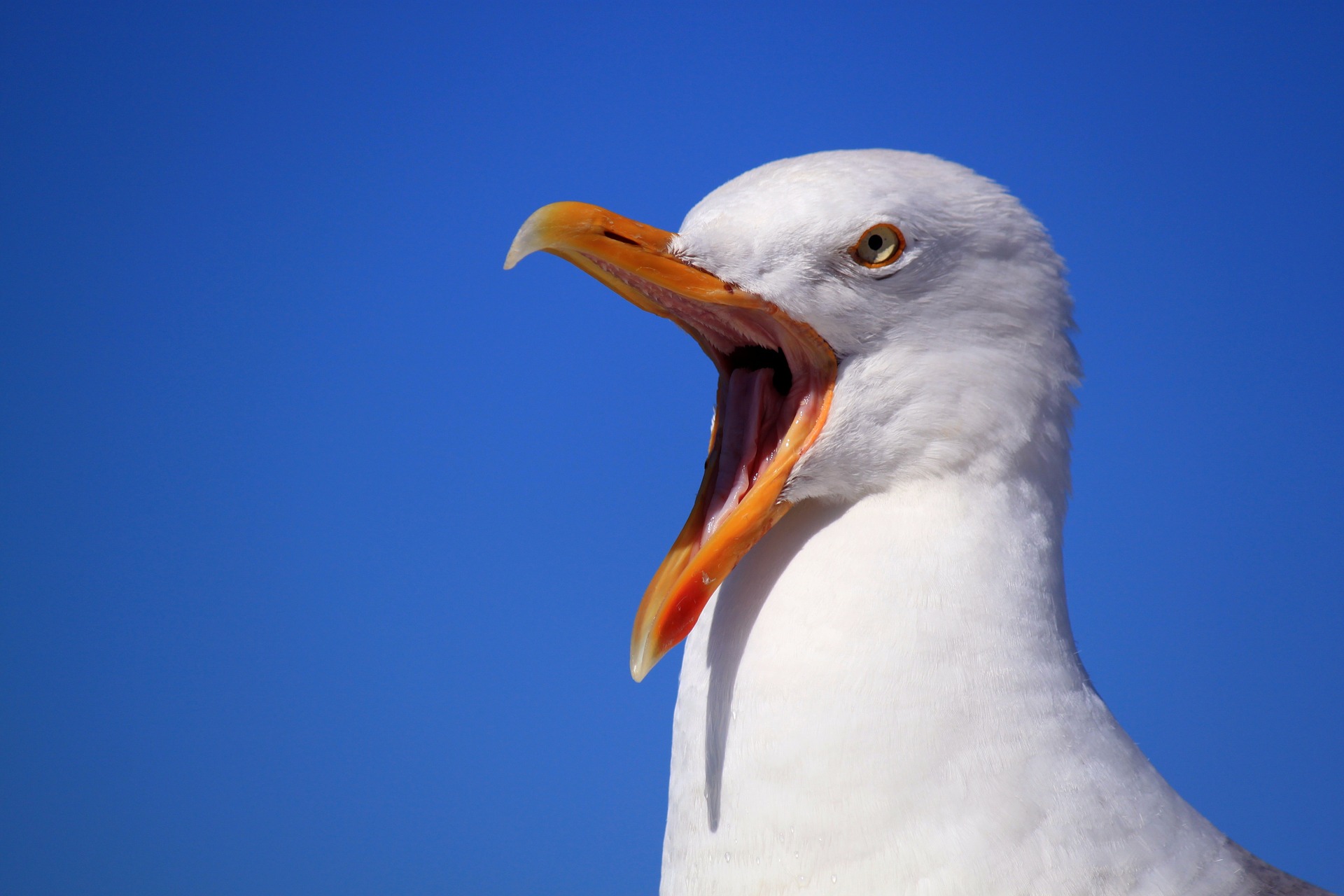Angry Seagull