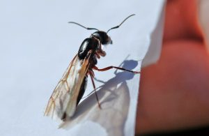 Flying Ant
